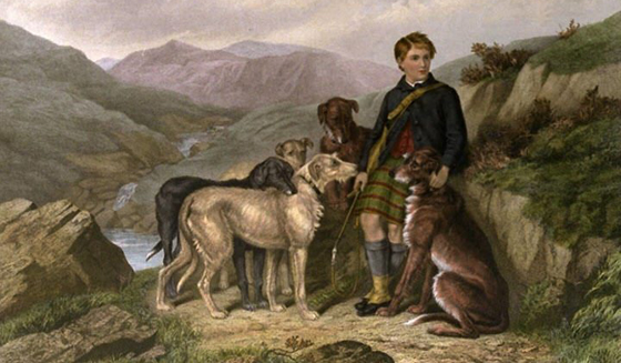 Scottish Deerhound 